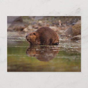 bäver, Castor canadensis, simmar Vykort