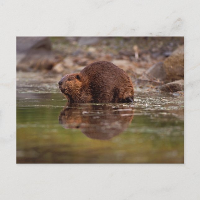 bäver, Castor canadensis, simmar Vykort (Framsida)