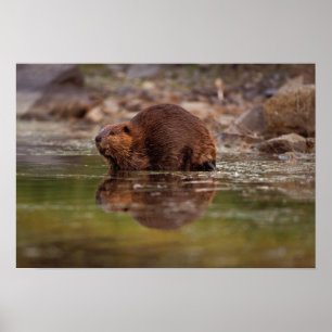 bäver Castorcanadensis, går för en simma in Poster