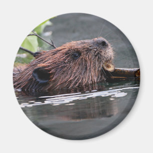 bäver magnet