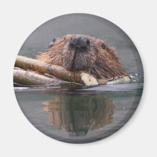bäver magnet
