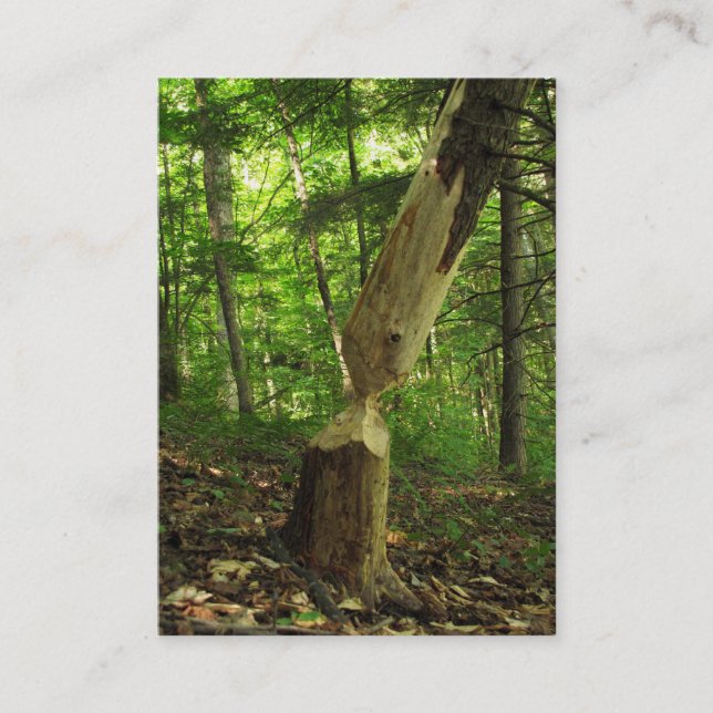 Bäver på arbetsATC Visitkort (Framsida)