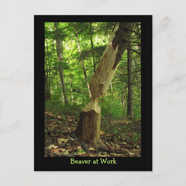 Bäver på jobbet vykort (Framsida)