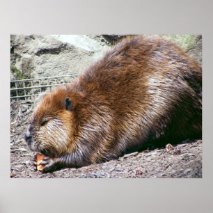 Bäver Poster