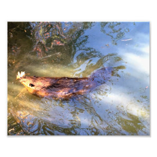 Bäver som simmar fototryck