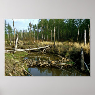 Bäverfördämning Poster