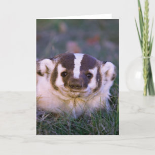 Bäverskinn Kort