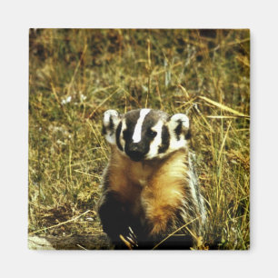 Bäverskinn Magnet