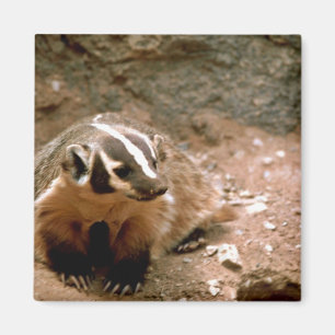 Bäverskinn Magnet