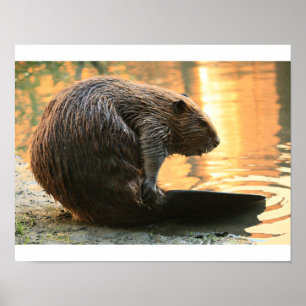 Bäversolnedgång Poster