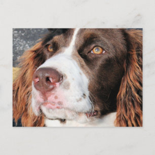 Baxter - Engelska Springer Spain Photo-06 Vykort