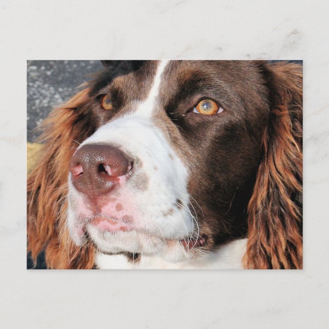 Baxter - Engelska Springer Spain Photo-06 Vykort (Framsida)