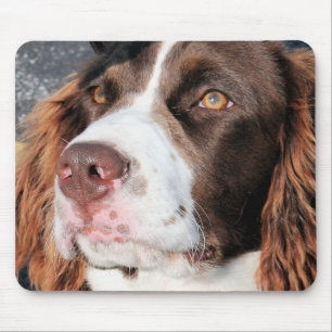 Baxter - Spaniel för engelsk Springer Photo-06 Musmatta