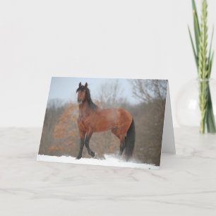 Bay Andalucian Stallion Stallion Stallion i Snö Kort