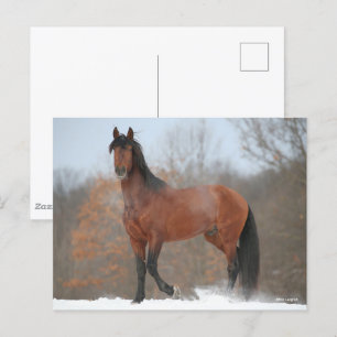 Bay Andalucian Stallion Stallion Stallion i Snö Vykort