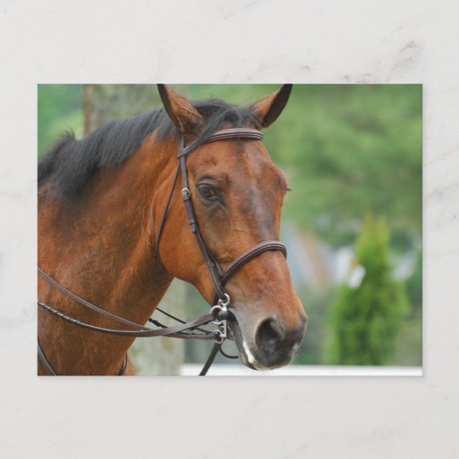 Bay Arab Horse Postcard Vykort (Framsida)