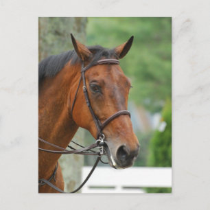 Bay Arab Horse Postcard Vykort