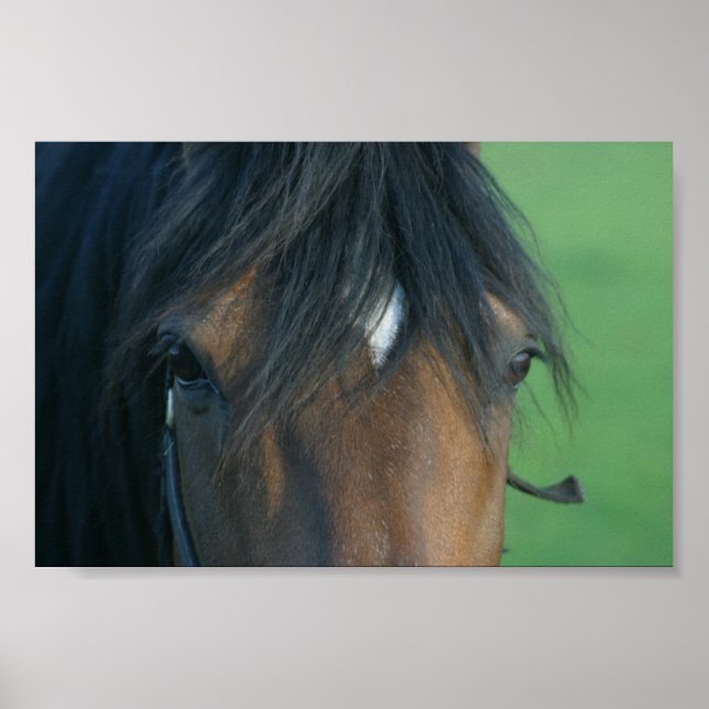 Bay Closeup Poster (Framsidan)