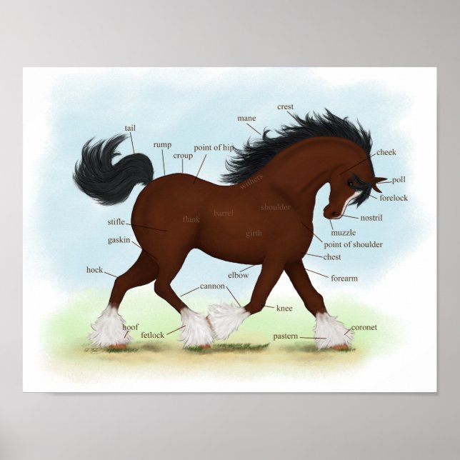Bay Clydesdale Draft Horse Anatomy Poster (Framsidan)