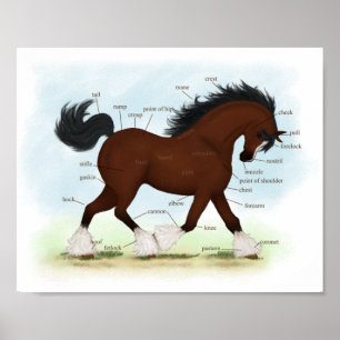 Bay Clydesdale Horse Anatomical Chart Education Poster