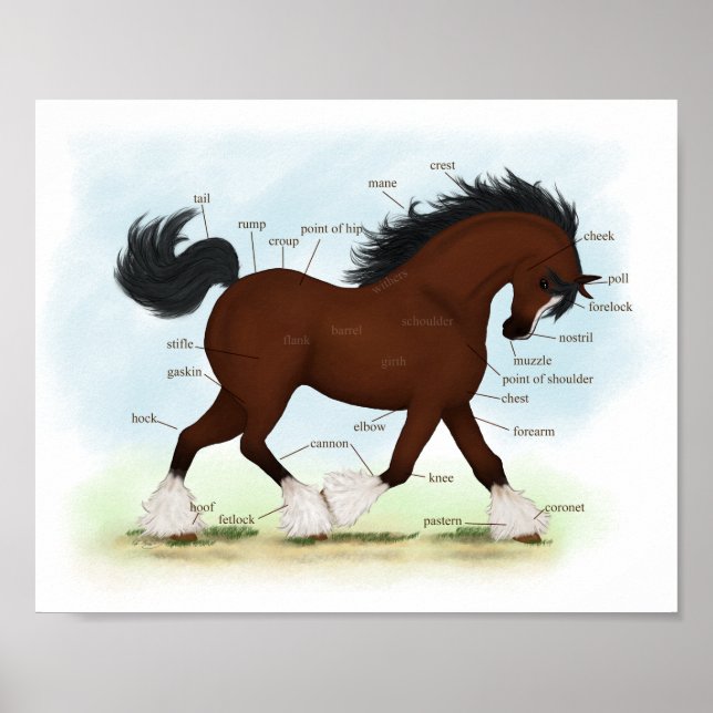 Bay Clydesdale Horse Anatomical Chart Education Poster (Framsidan)