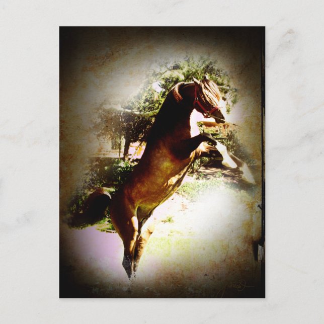 Bay Colt Vykort (Framsida)