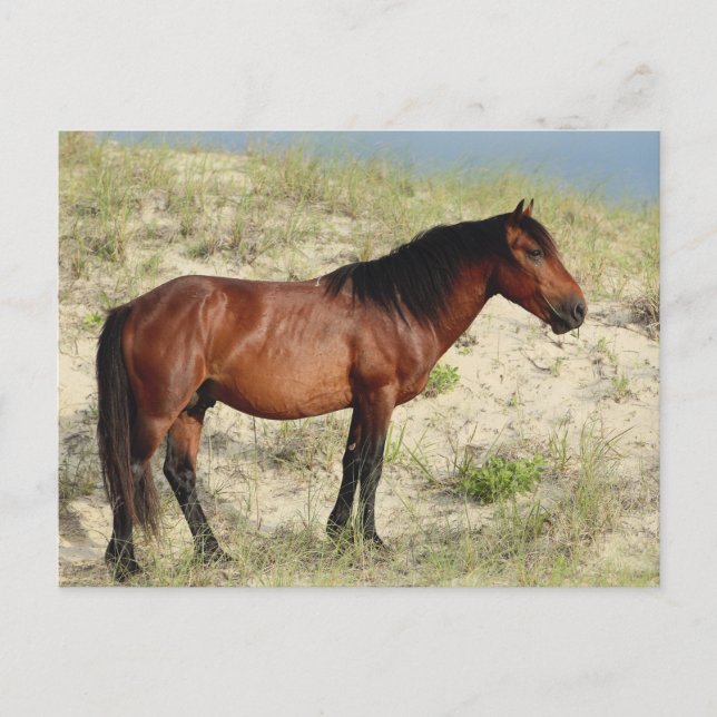 Bay Corolla Stallion Vykort (Framsida)