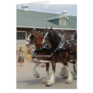 Bay Draft Horses på en statlig mässa Hälsningskort