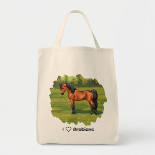 Bay Egyptian Arabian Horse Tygkasse