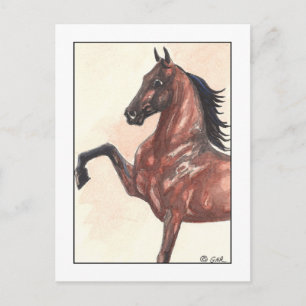 Bay Harness Pony 1 Vykort