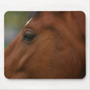 Bay Horse Closeup Musmatta
