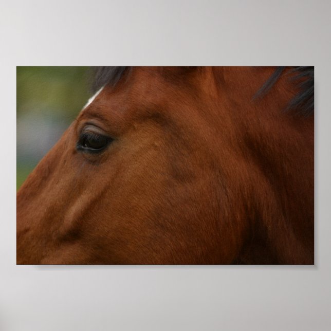 Bay Horse Closeup Poster (Framsidan)