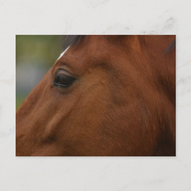 Bay Horse Closeup Vykort (Framsida)
