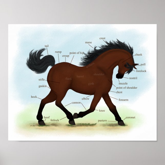 Bay Horse eller Pony Equine Anatomy Poster (Framsidan)