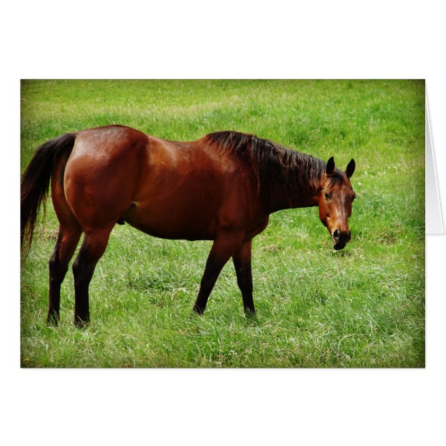 Bay Horse Hälsningskort (Framsidan Horizontal)
