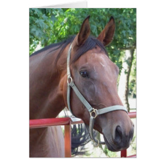 Bay Horse Hälsningskort