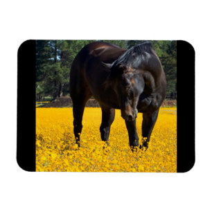 Bay Horse i Fält i Gula blommor Magnet