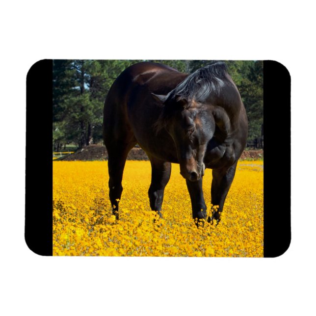 Bay Horse i Fält i Gula blommor Magnet (Horisontell)