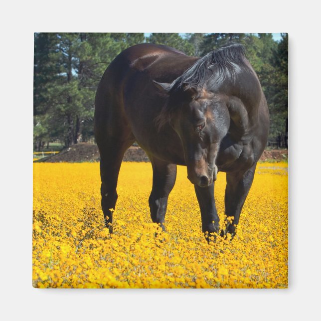 Bay Horse i Fält i Gula blommor Magnet (Framsidan)