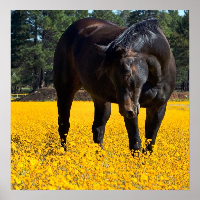 Bay Horse i Fält i Gula blommor Poster (Framsidan)
