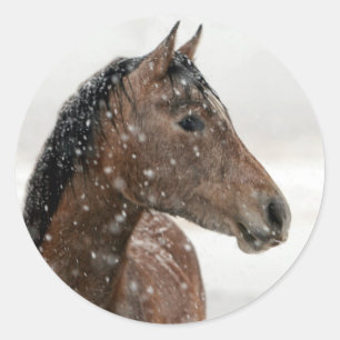 Bay Horse i Gent Falling Snö Runt Klistermärke