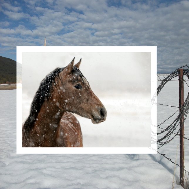 Bay Horse i Gent Falling Snö Vykort (Skapare uppladdad)