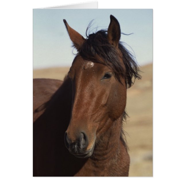 Bay Horse i Vind Hälsningskort (Framsidan)