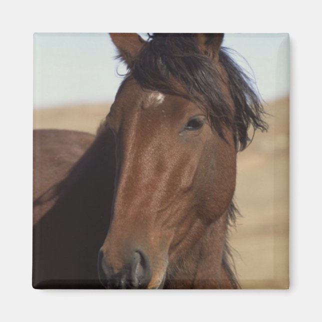 Bay Horse i Vind Magnet (Framsidan)