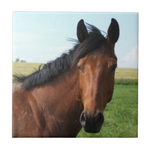 Bay Horse in Pasture Kakelplatta