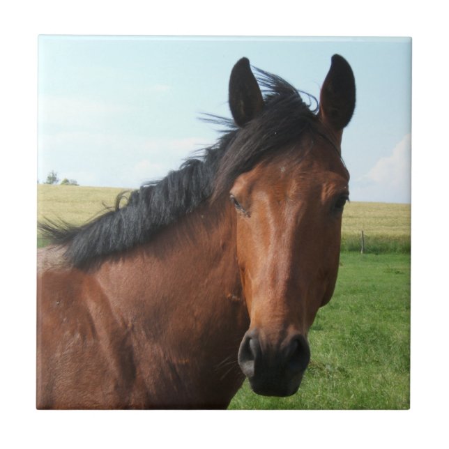 Bay Horse in Pasture Kakelplatta (Framsidan)