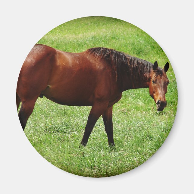 Bay Horse Magnet (Framsidan)