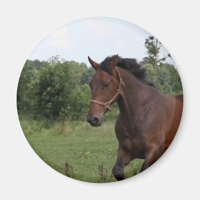 Bay Horse Magnet (Framsidan)