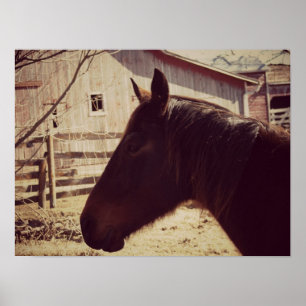 Bay Horse Poster