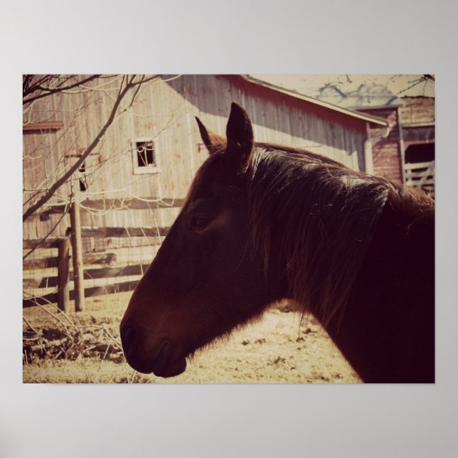 Bay Horse Poster (Framsidan)